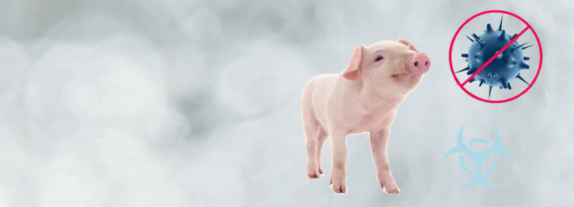 Nebulizacion Cerdos 01