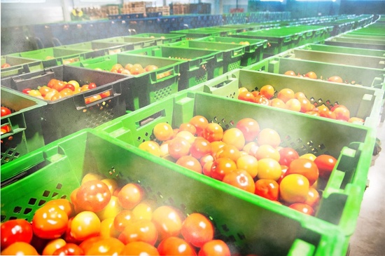 Nebulizacion Verduras 02